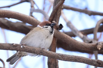 2024年1月24日(水) 真駒内公園の野鳥観察記録