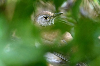 Pale Thrush 加木屋緑地 Sun, 1/21/2024