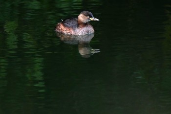 Little Grebe 加木屋緑地 Sun, 1/21/2024