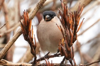 2024年1月22日(月) 六甲山の野鳥観察記録