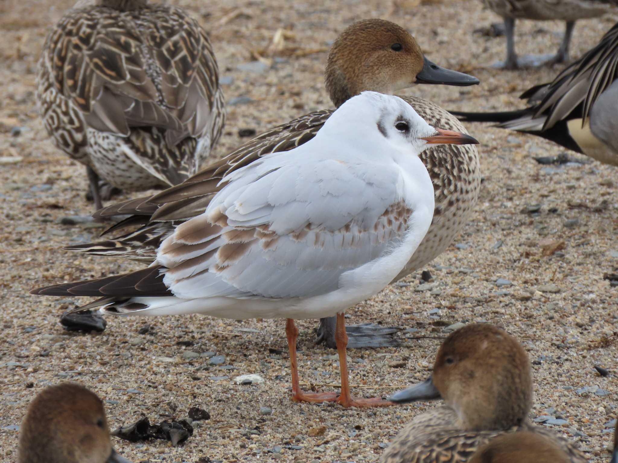 Black-headed Gull