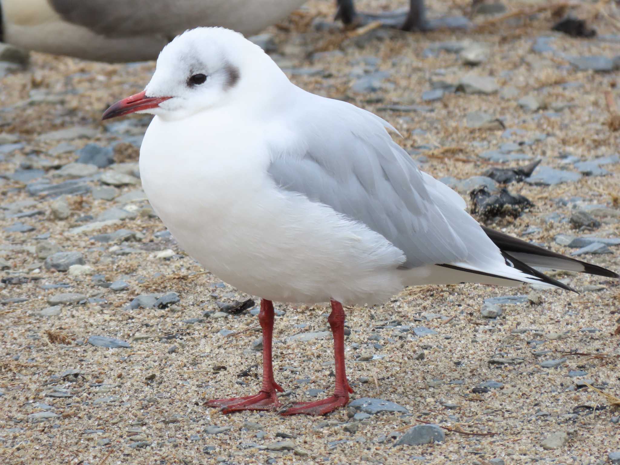 Black-headed Gull