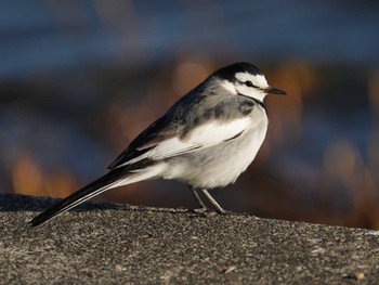 ハクセキレイ 佐鳴湖 2024年1月23日(火)