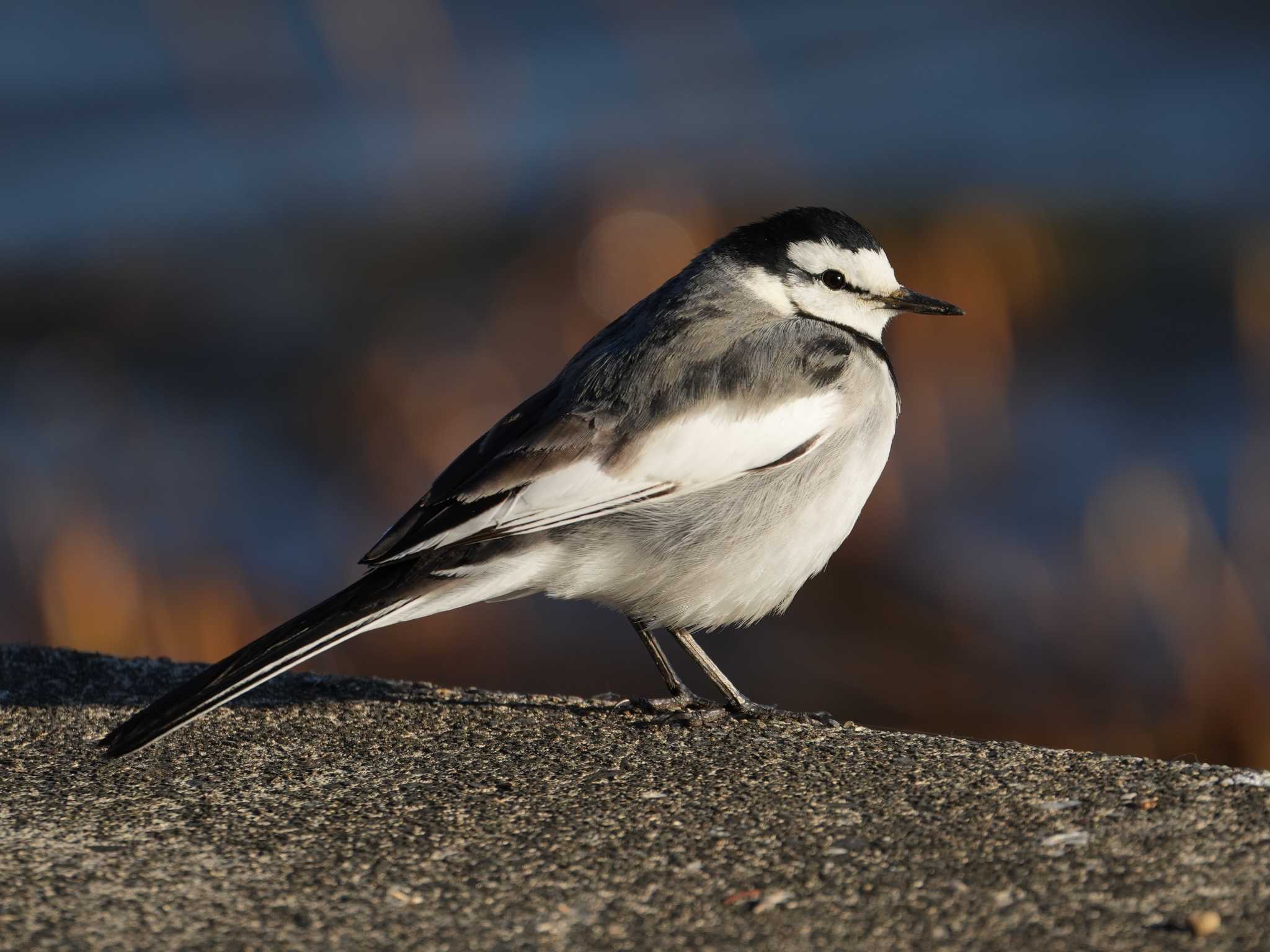 佐鳴湖 ハクセキレイの写真