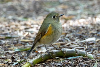 2024年1月24日(水) 高崎自然の森の野鳥観察記録