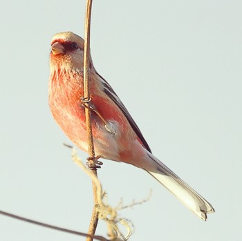 Siberian Long-tailed Rosefinch 国営木曽三川公園  Sun, 1/21/2024