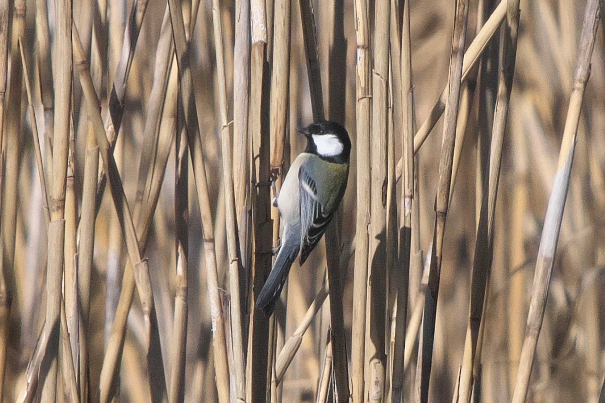 シジュウカラ