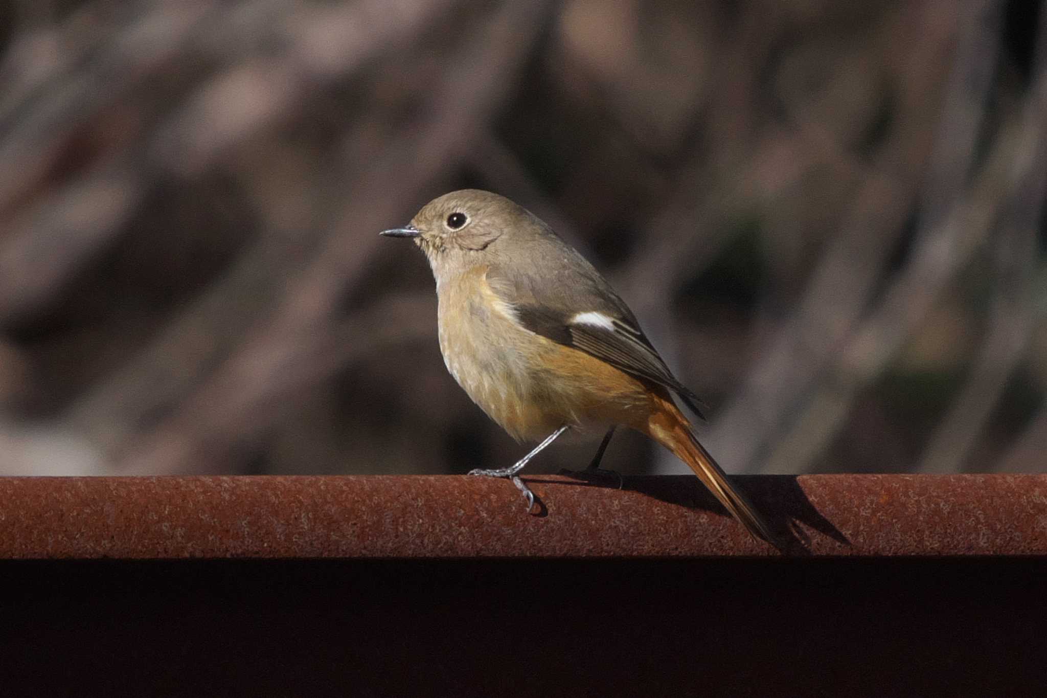 池子の森自然公園 ジョウビタキの写真 by Y. Watanabe