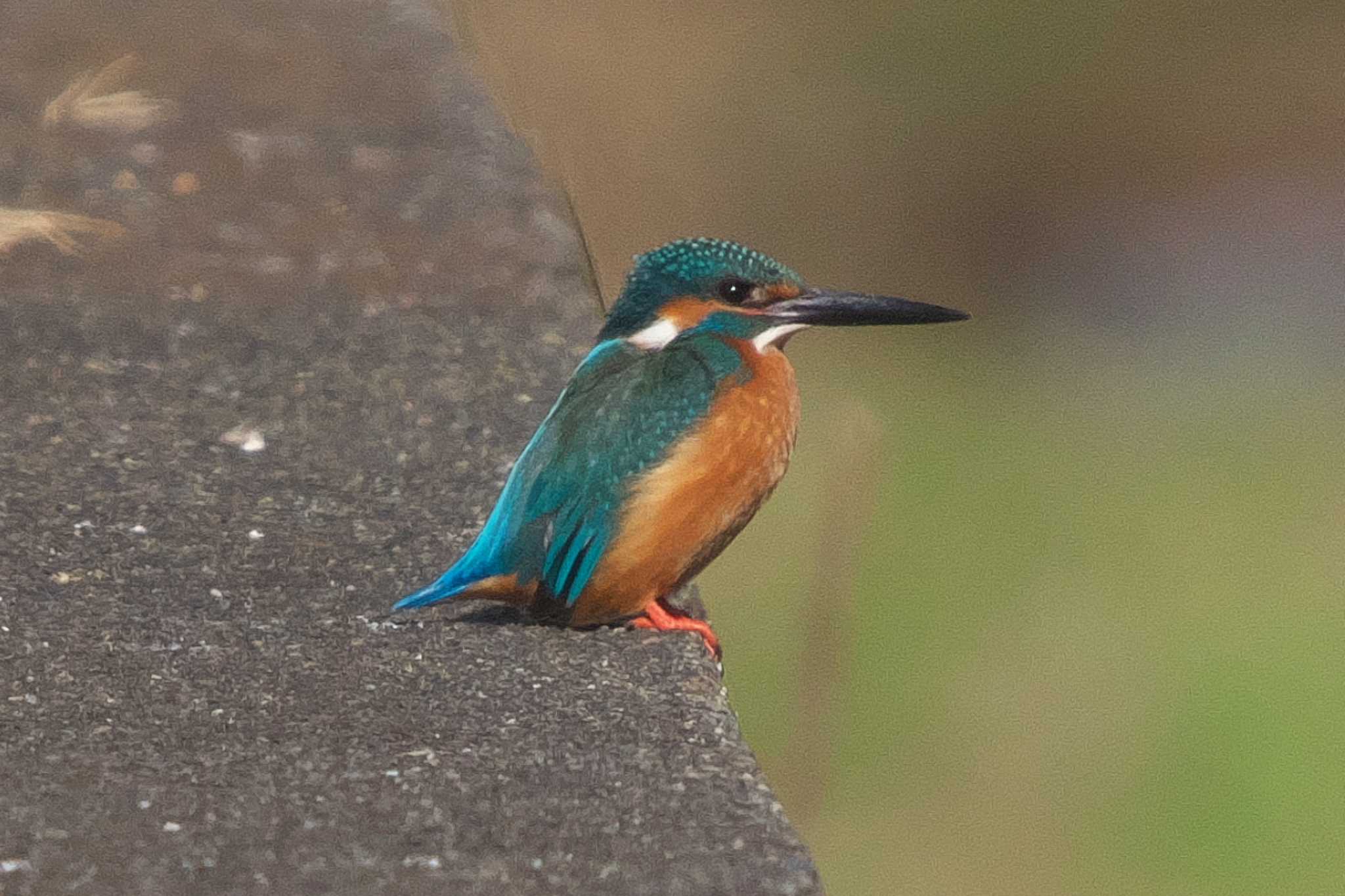 池子の森自然公園 カワセミの写真