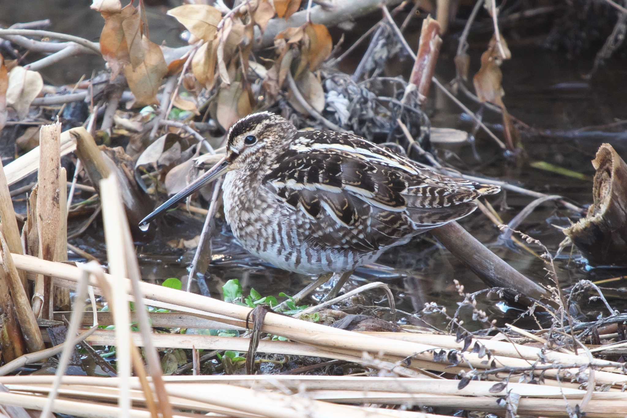 池子の森自然公園 タシギの写真