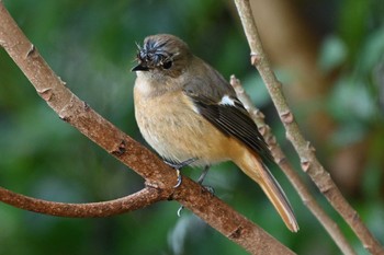 Daurian Redstart 加木屋緑地 Sun, 1/21/2024