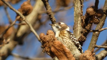 2024年1月21日(日) 奈良県の野鳥観察記録