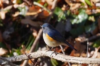 ルリビタキ 小宮公園(八王子) 2024年1月14日(日)