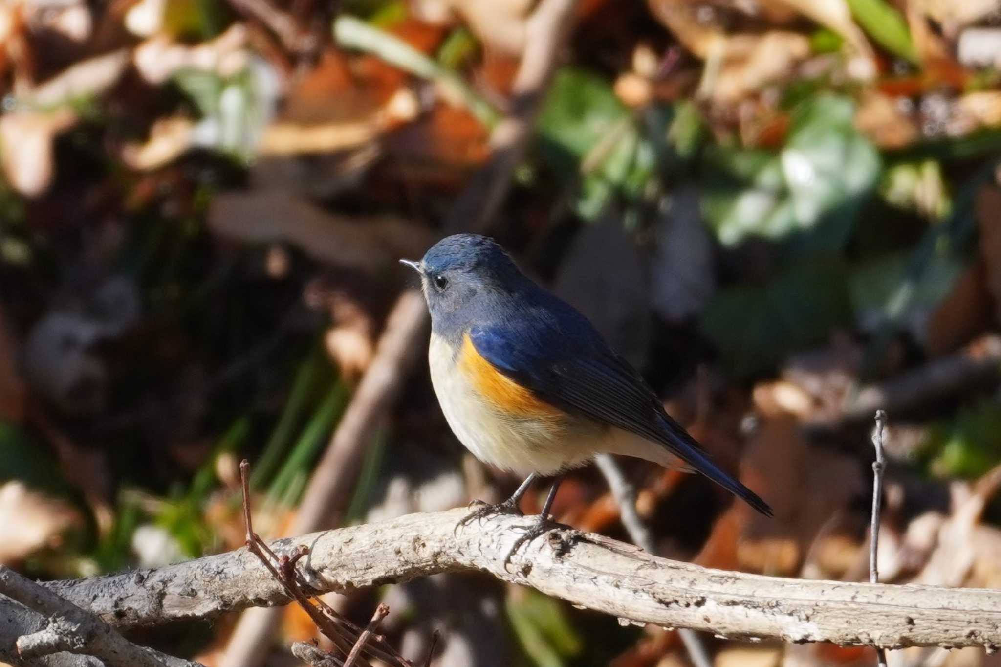 小宮公園(八王子) ルリビタキの写真