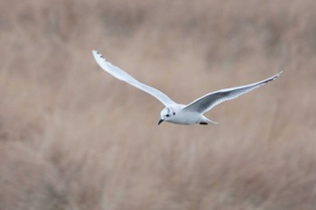 Saunders's Gull Gonushi Coast Sat, 1/6/2024