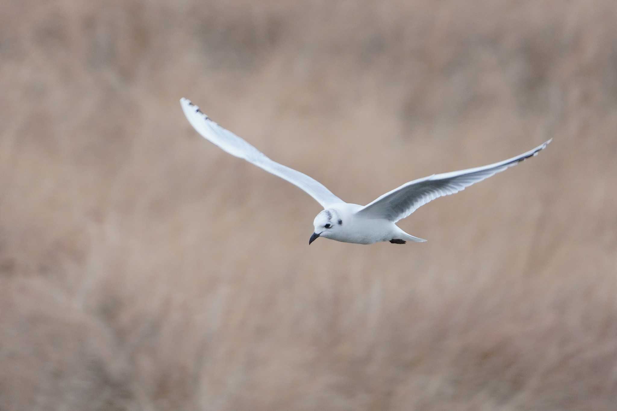 Saunders's Gull