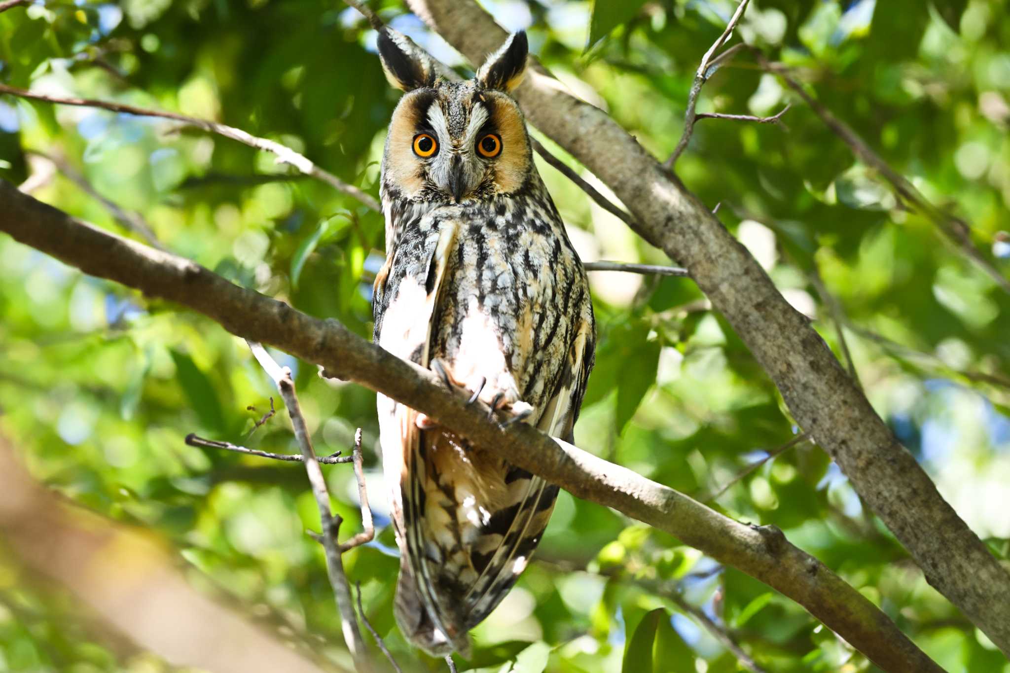 関東地方 トラフズクの写真