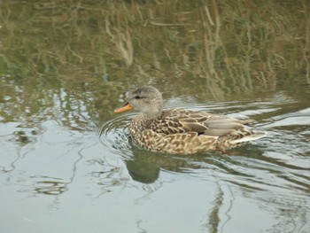 オカヨシガモ 賀茂川 2024年1月24日(水)