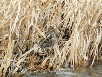 2024年1月24日(水) 賀茂川の野鳥観察記録