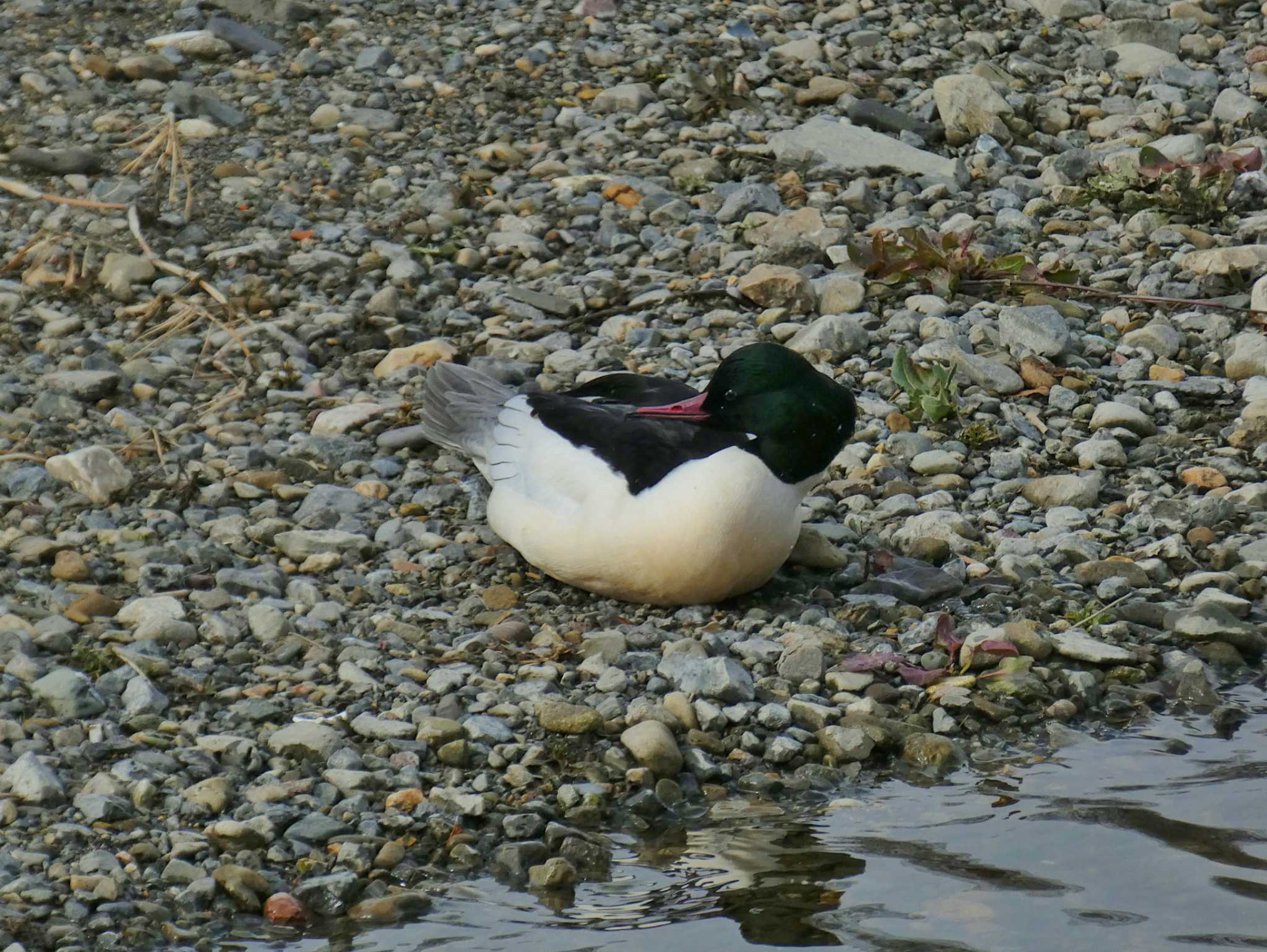 賀茂川 カワアイサの写真