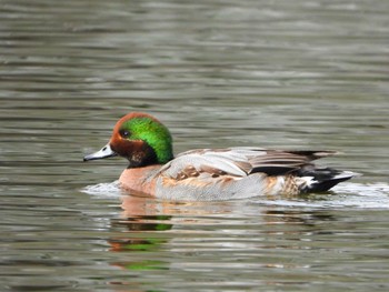 Falcated Duck x Eurasian Wigeon Mizumoto Park Tue, 1/23/2024