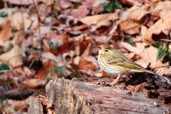 Olive-backed Pipit 井頭公園 Sun, 2/12/2023