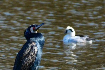 カワウ 井頭公園 2023年2月12日(日)