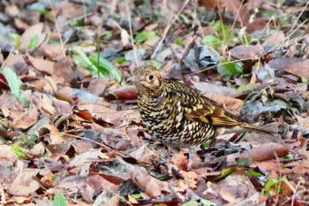 White's Thrush 井頭公園 Sun, 2/12/2023