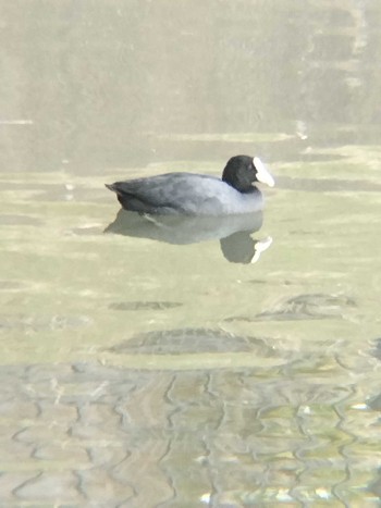 2024年1月23日(火) 三橋総合公園の野鳥観察記録