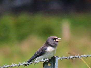 White-breasted Woodswallow Central Coast Wetlands Pioneer Dairy(NSW) Sun, 1/7/2024