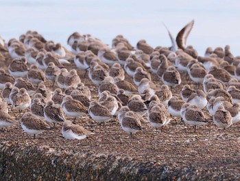 Dunlin Sambanze Tideland Mon, 1/22/2024