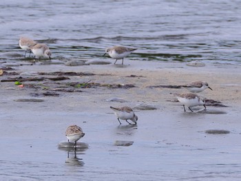 ミユビシギ ふなばし三番瀬海浜公園 2024年1月22日(月)