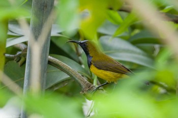 Ornate Sunbird Jurong Lake Gardens Fri, 1/19/2024