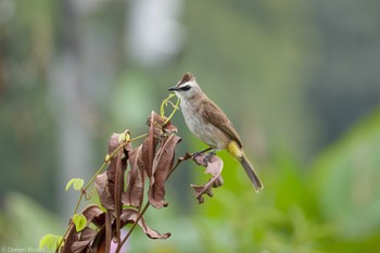 Yellow-vented Bulbul Jurong Lake Gardens Fri, 1/19/2024