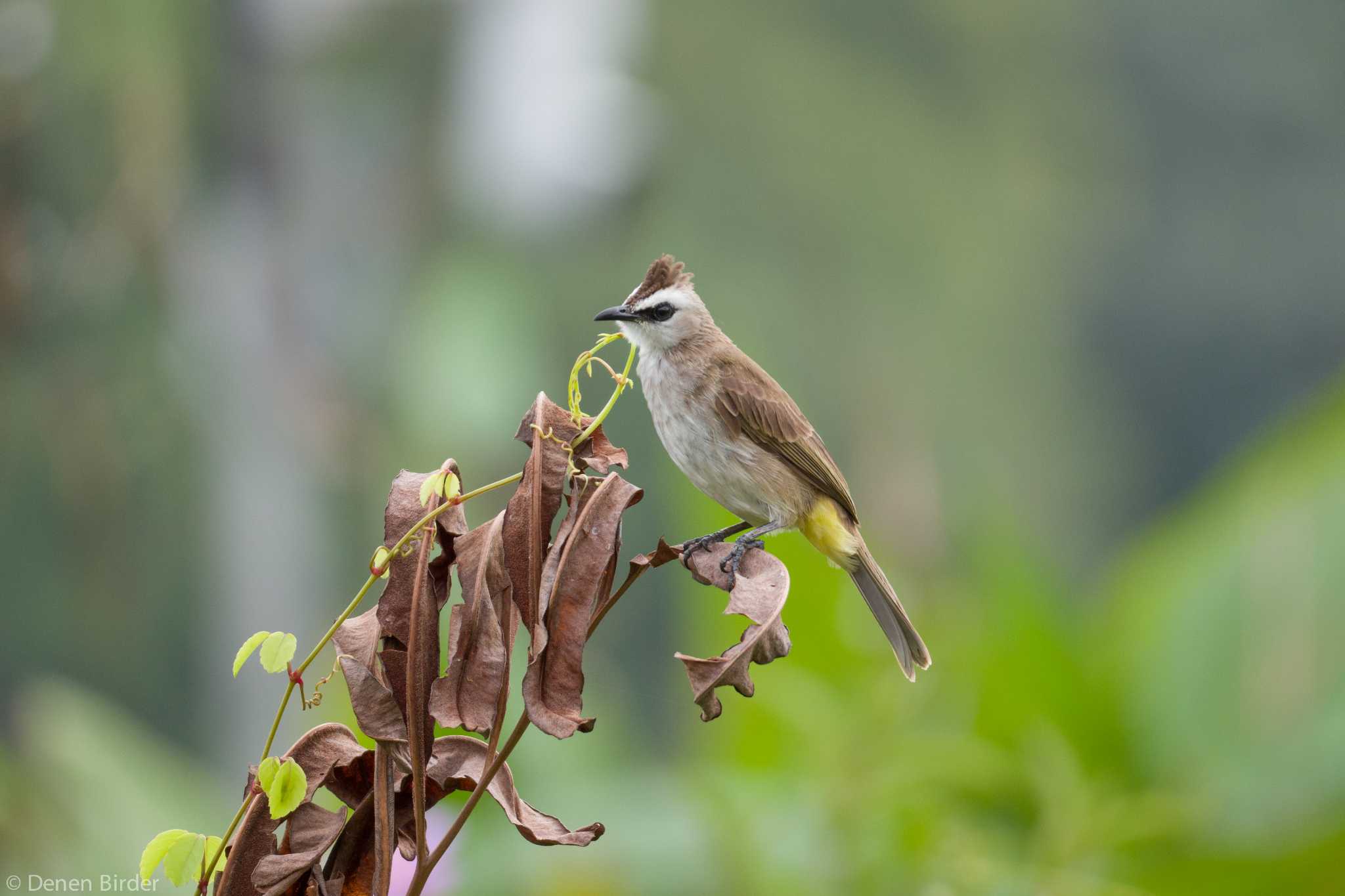 Photo of Yellow-vented Bulbul at Jurong Lake Gardens by 田園Birder