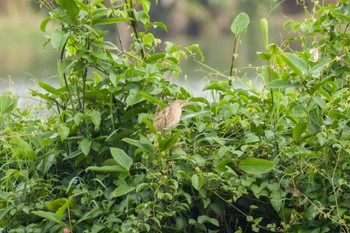 Yellow Bittern Jurong Lake Gardens Fri, 1/19/2024