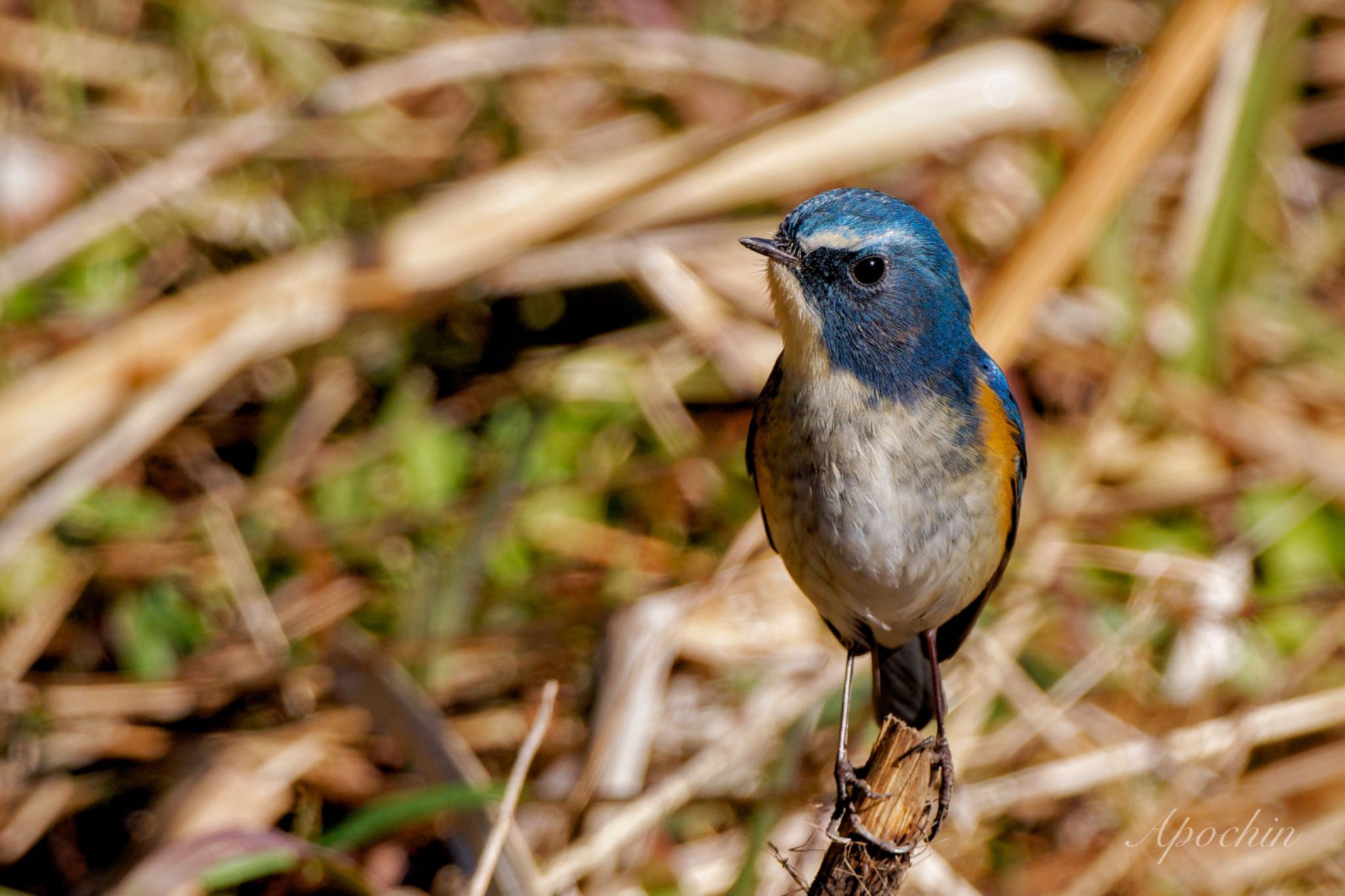 Photo of Red-flanked Bluetail at 大町自然観察園 by アポちん