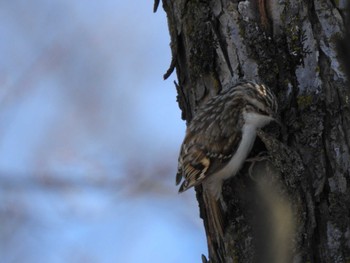 Eurasian Treecreeper 芽室町 国見山 Sat, 1/20/2024