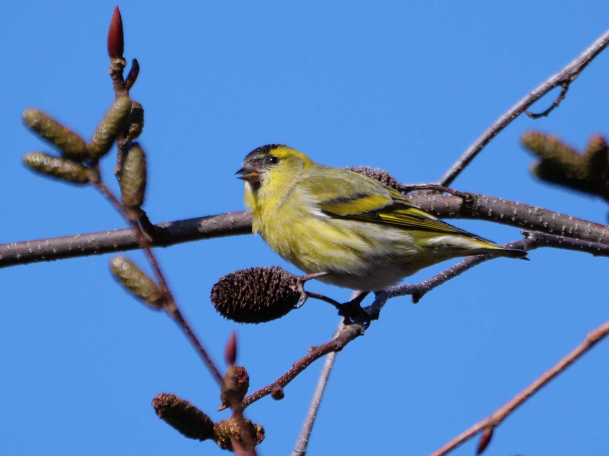 マヒワ3態。　ヤシャブシの果実を食す。 by little birds