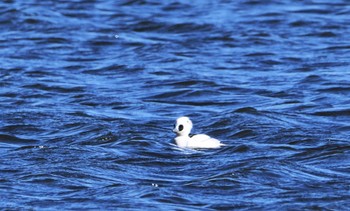 ミコアイサ 芝川第一調節池(芝川貯水池) 2024年1月24日(水)