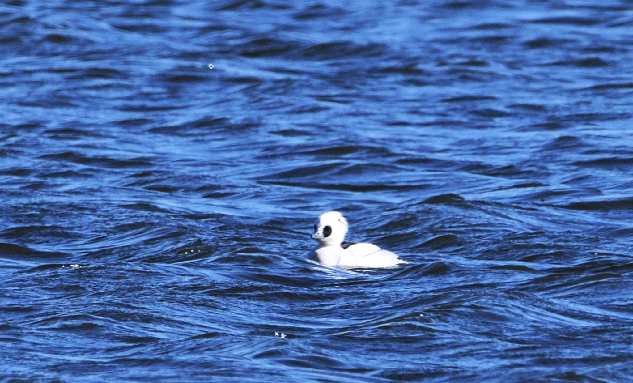 Smew