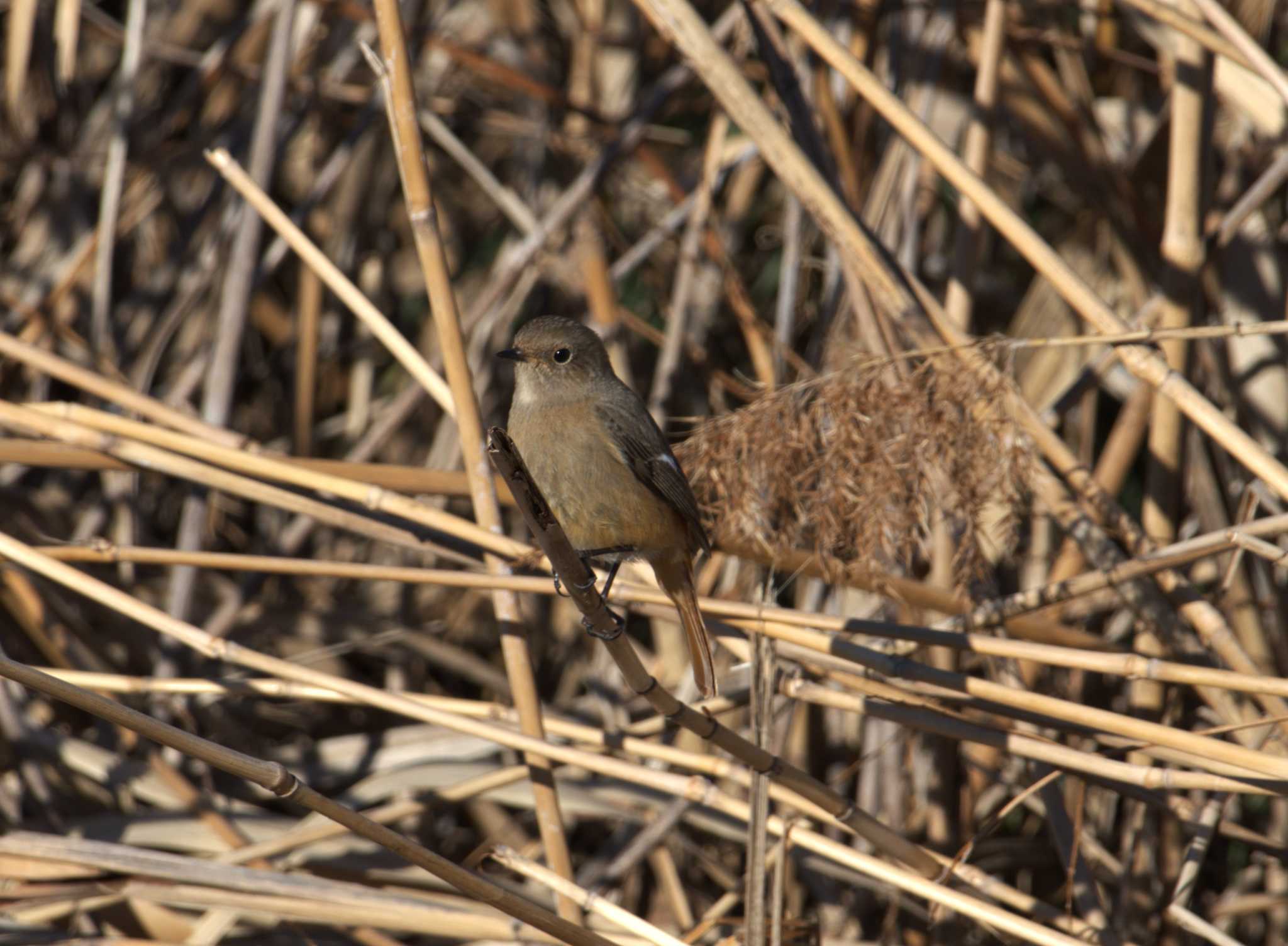 Daurian Redstart