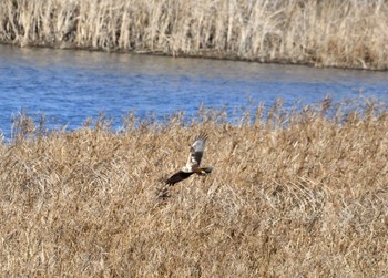 2024年1月24日(水) 芝川第一調節池(芝川貯水池)の野鳥観察記録