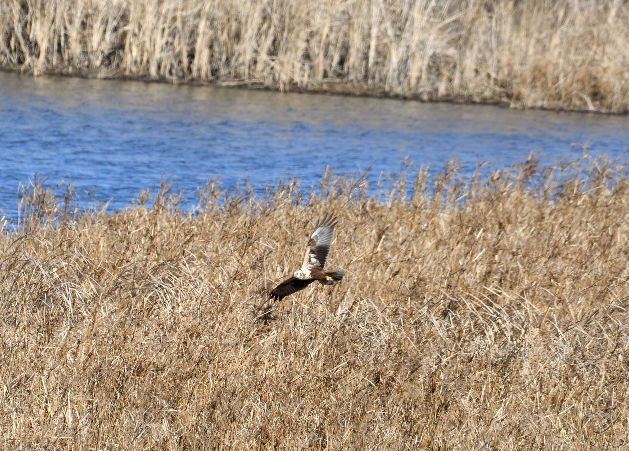 Eastern Marsh Harrier