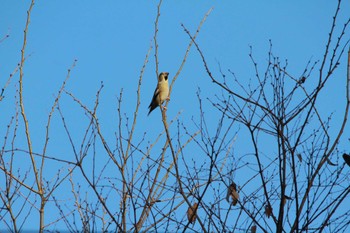 Hawfinch 神奈川県中郡二宮町 Thu, 1/3/2019