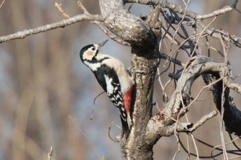 Great Spotted Woodpecker Unknown Spots Tue, 1/23/2024