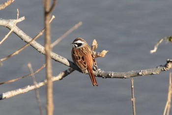 Meadow Bunting Unknown Spots Tue, 1/23/2024