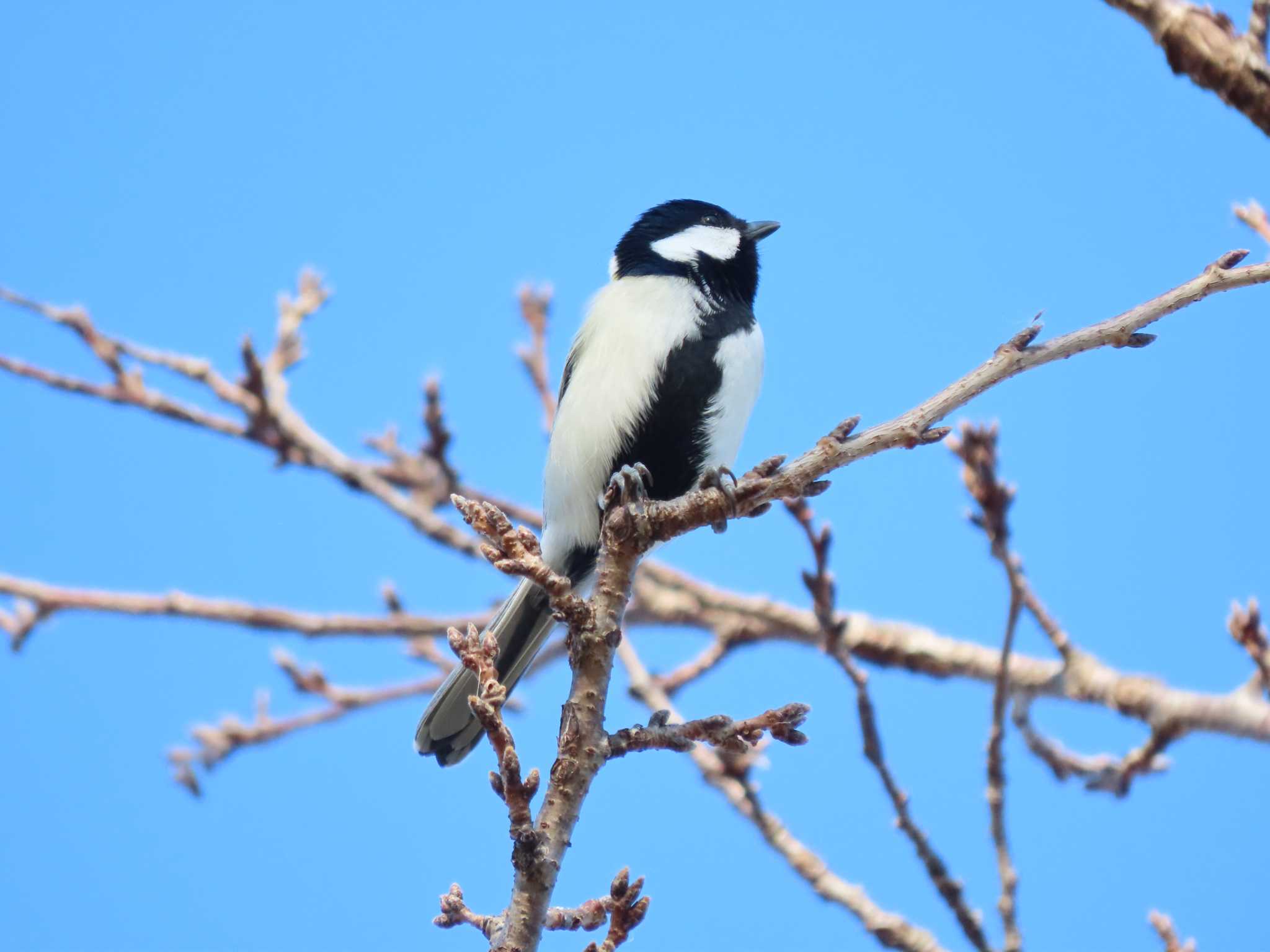 シジュウカラ