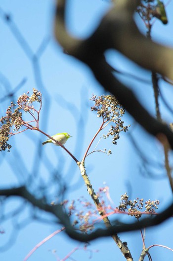 Warbling White-eye 吾妻山公園 Thu, 1/3/2019