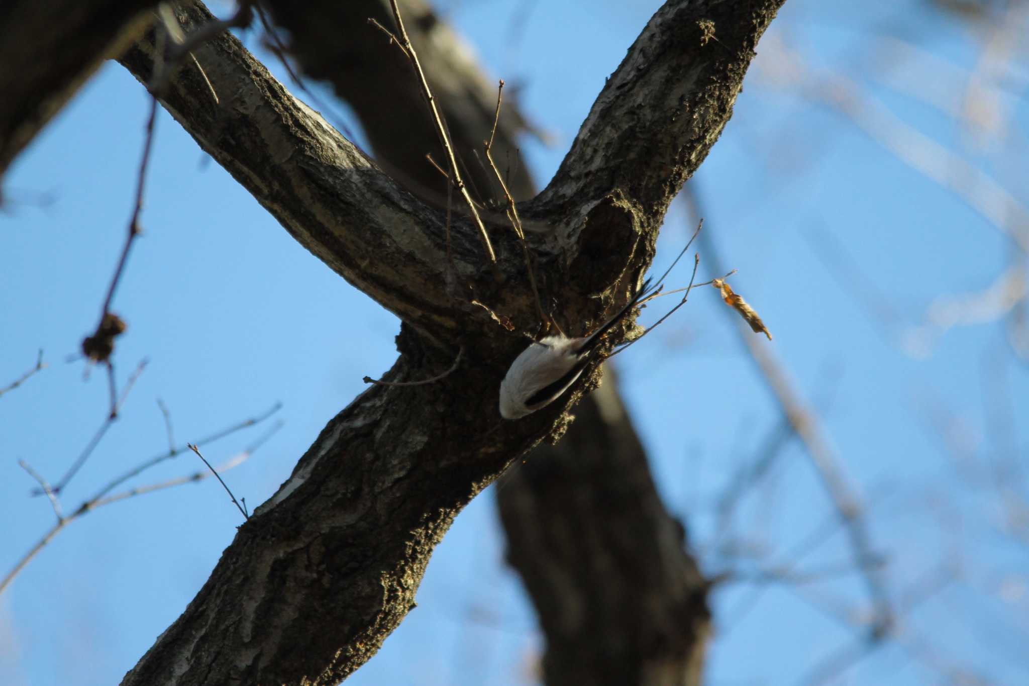 Photo of Long-tailed Tit at 吾妻山公園 by 烏山トリ太郎